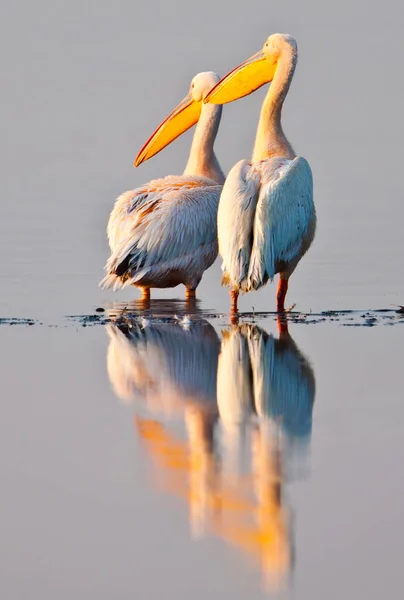Большие Белые Пеликаны Национальном Парке Озера Накуру Кения Африка — стоковое фото