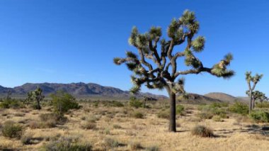 Güney Kaliforniya 'daki Joshua Tree Ulusal Parkı, Usa, 2017