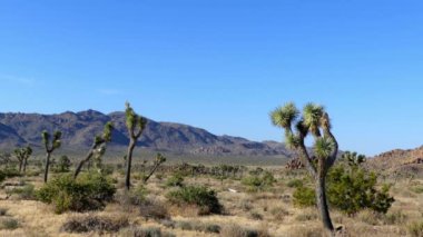 Güney Kaliforniya 'daki Joshua Tree Ulusal Parkı, Usa, 2017