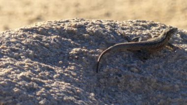 deniz kertenkelesi, yakın plan, seçici odaklanma