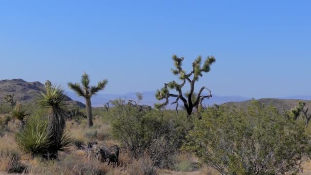 Le parc national Joshua Tree dans le sud-est de la Californie, États-Unis, 2017 