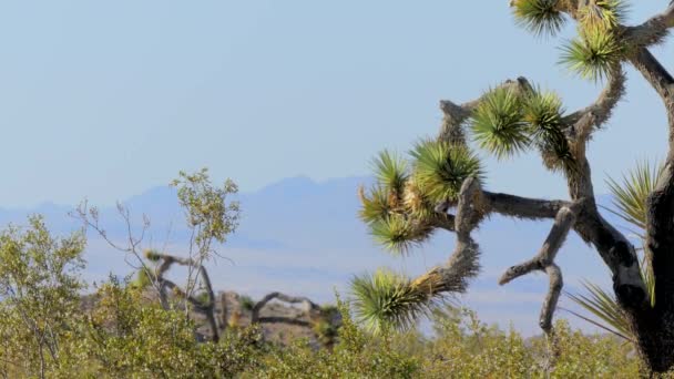 Het Joshua Tree National Park Het Zuidoosten Van Californië Usa — Stockvideo