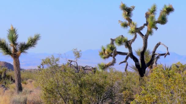 Εθνικό Πάρκο Τζόσουα Τρι Στη Νοτιοανατολική Καλιφόρνια Usa 2017 — Αρχείο Βίντεο