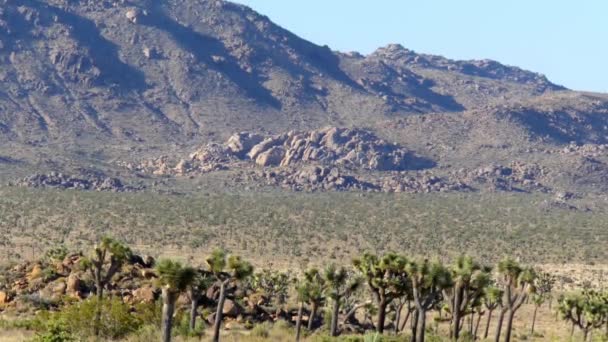 Parque Nacional Joshua Tree Sureste California Estados Unidos 2017 — Vídeo de stock