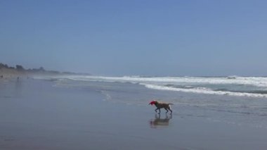 Köpek Rio del Mar sahilinde, Santa Cruz County, California, Usa, 7 Haziran 2018
