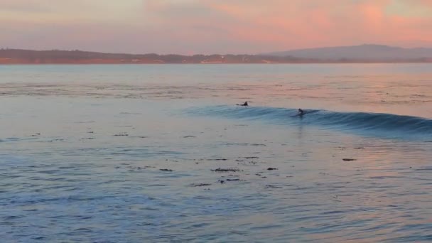 Oidentifierade Surfare Vid Santa Cruz Pleasure Point Norra Monterey Bay — Stockvideo