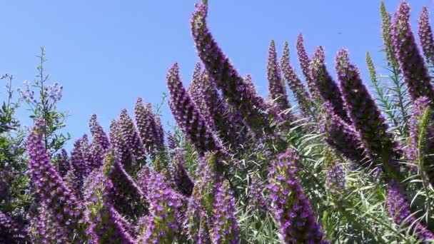 Υπερηφάνεια Της Μαδέρας Echium Candicans Λουλούδια Στο Rio Del Mar — Αρχείο Βίντεο