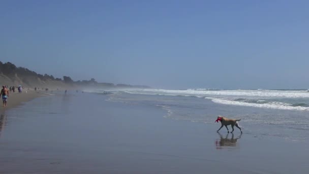 Unidentified People Beach Rio Del Mar Santa Cruz County California — Stockvideo