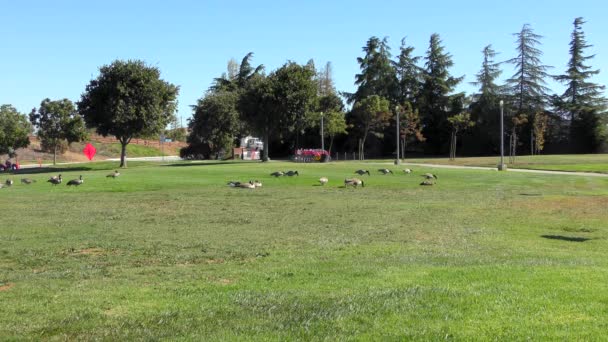 Divoké husy v zahradách Googleplexu, ústředí společnosti Google a její mateřské společnosti Alphabet v Mountain View, Kalifornie, USA, přibližně říjen 2018