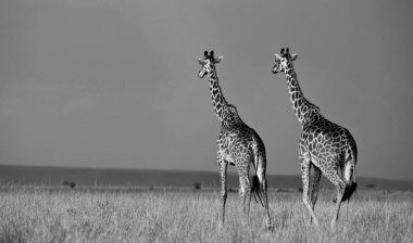 Zürafalar (Giraffa camelopardalis) Botsvana, Afrika 'da Okavango Deltası' nda