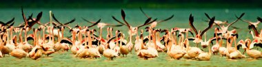 Kenya Nakuru Gölü flamingoları