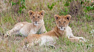 Kenya 'daki Maasai Mara Ulusal Parkı' nda aslan yavruları