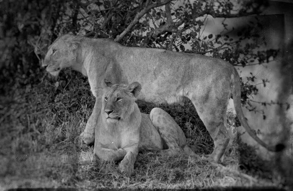 Львицы Национальном Парке Масаи Мара — стоковое фото