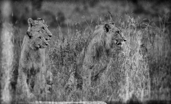 Leões Parque Nacional Lago Nakuru Quênia — Fotografia de Stock