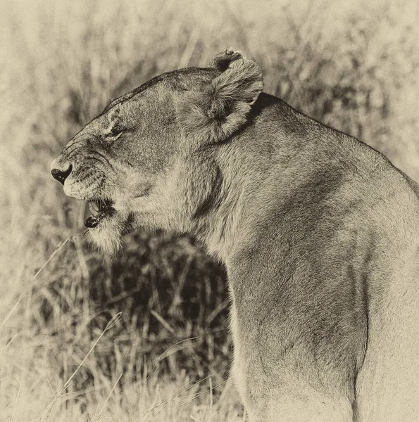 Львица Национальном Парке Масаи Мара Кения — стоковое фото