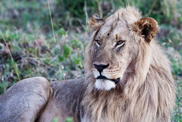 Lew Parku Narodowym Maasai Mara Kenia — Zdjęcie stockowe