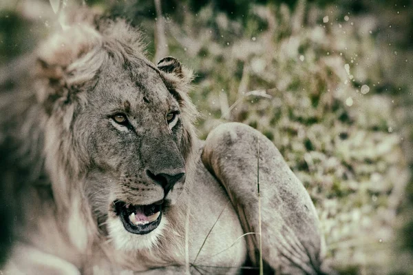 Leeuw Het Maasai Mara Nationaal Park Kenia — Stockfoto