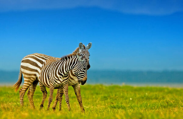 Zebras in the Lake Nakuru National Park, Kenya