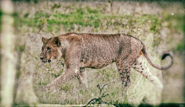 Jeune Lion Dans Parc National Lac Nakuru Kenya — Photo