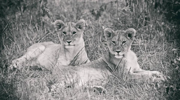 ケニアのマサイマラ国立公園にライオンの赤ちゃん — ストック写真