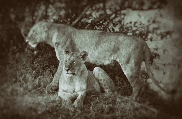 ケニアのマサイマラ国立公園の雌ライオン — ストック写真