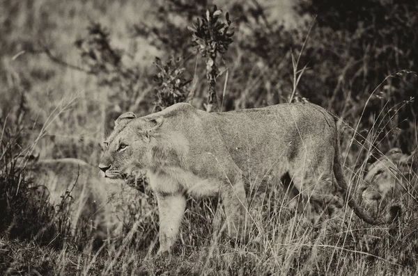Левиця Національному Парку Масаї Мара Кенія — стокове фото