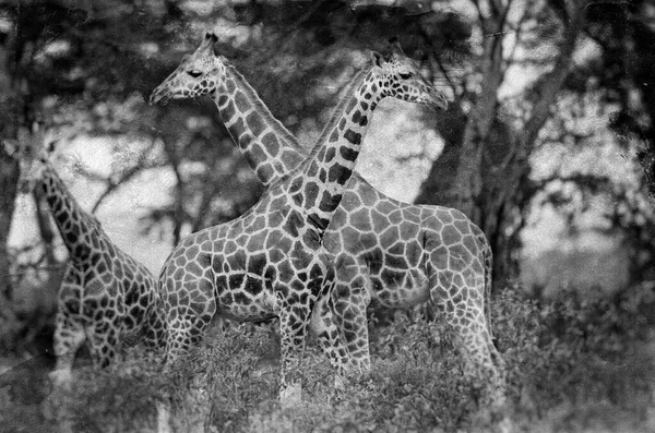 Zsiráfok Nakuru Nemzeti Parkban Kenyában — Stock Fotó