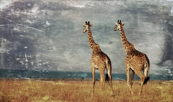 Žirafy Národním Parku Maasai Mara Keňa — Stock fotografie