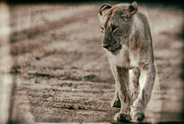 Leão Fêmea Africano Parque Nacional Hlane Suazilândia — Fotografia de Stock