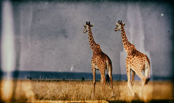 Żyrafy Giraffa Camelopardalis Delcie Okavango Botswanie Afryka — Zdjęcie stockowe