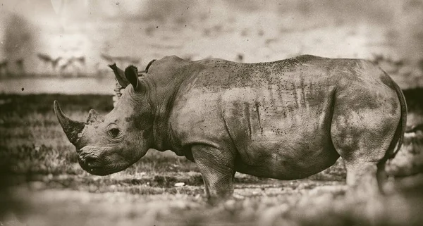 african rhino in the Nakuru National Park, Kenya