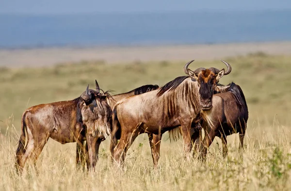 Tramonto Africano Con Blue Wildebeests Parco Nazionale Maasai Mara Kenya — Foto Stock