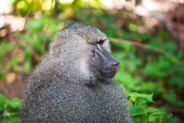 Ormandaki şirin bir maymunun yakın plan fotoğrafı.