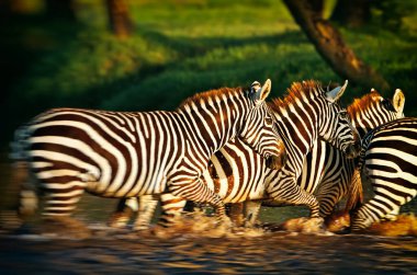 Zebralar Gölü nakuru Milli Park, kenya