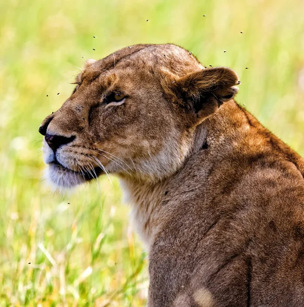 Африканская Львица Национальном Парке Хлейн Свазиленд — стоковое фото