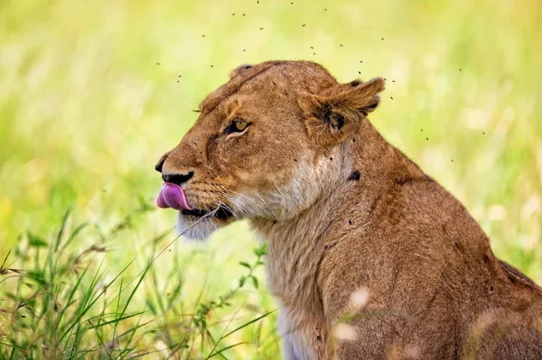 Leeuwin Het Serengeti National Park Tanzania — Stockfoto