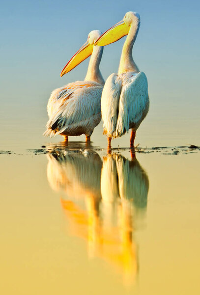 Great white pelicans in Lake Nakuru National Park - Kenya, Africa