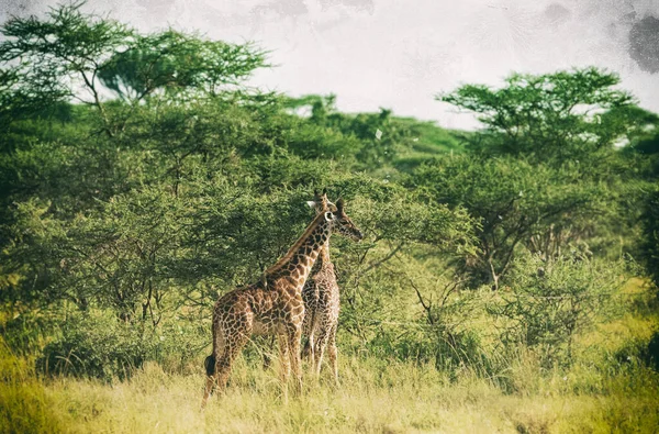 Girafes Giraffa Camelopardalis Dans Delta Okavango Botswana Afrique — Photo