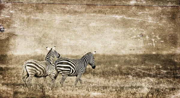 Zebras Lake Nakuru National Park Kenya — Stock Photo, Image