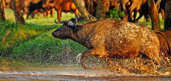 Kenya Daki Nakuru Gölü Milli Parkı Ndan Geçen Bufalo — Stok fotoğraf