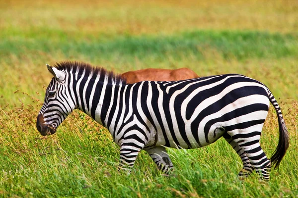 Zebra Národním Parku Serengeti Tanzanie — Stock fotografie
