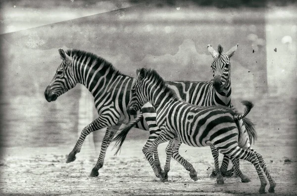 탄자니아 세렝게티 공원에 얼룩말 — 스톡 사진