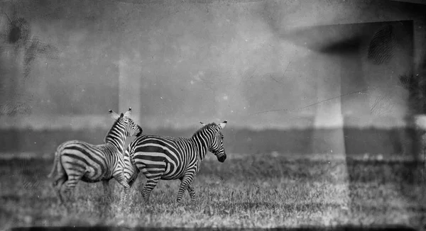 Zebras Parque Nacional Lago Nakuru Quênia — Fotografia de Stock