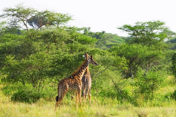 アフリカのボツワナのオカバンゴ デルタにあるジラフ Giraffa Camelopardalis — ストック写真