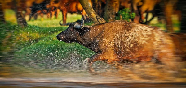 Buffalo Che Attraversa Fiume Nel Parco Nazionale Del Lago Nakuru — Foto Stock