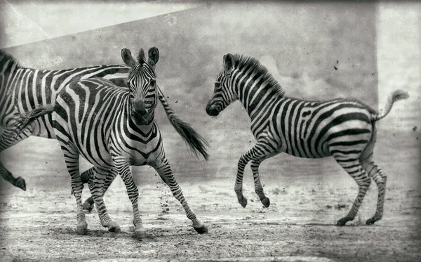 Zebras Parque Nacional Serengeti Tanzânia — Fotografia de Stock