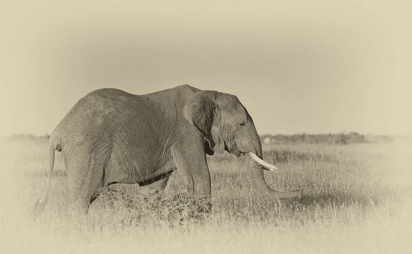 Fénykép Elefánt Egy Zöld Szavanna Elavult Hatás — Stock Fotó