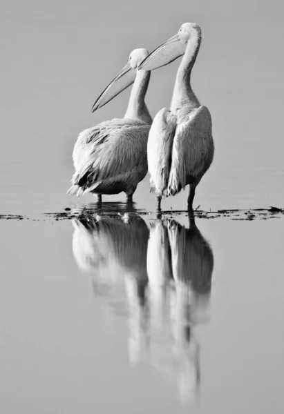 Pelicans Lake Nakuru National Park Kenya Black White — Stock Photo, Image