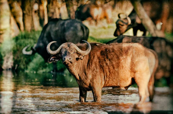 Closeup Shot Buffalo River Nakuru National Park Kenya Stock Picture