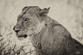 Картина, постер, плакат, фотообои "cute lion sits with its tongue out", артикул 318785018